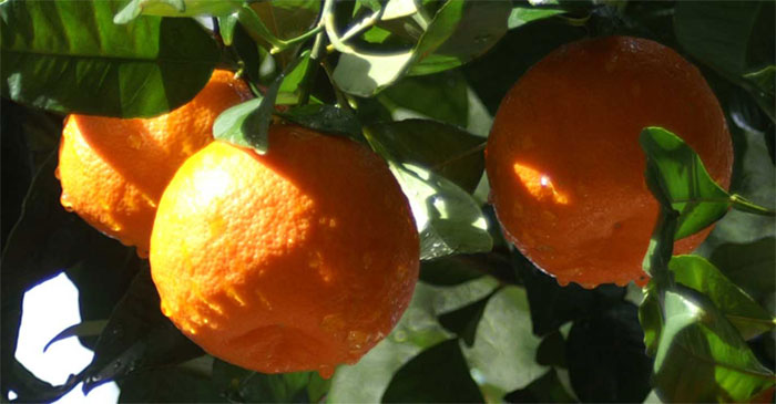 Citrus Tree Examples