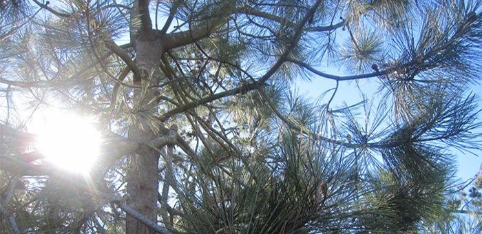 Torrey Pine Trimmed